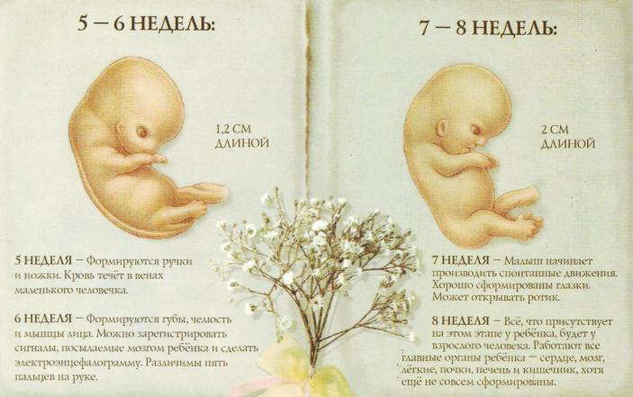 2 акушерская неделя беременности. Плод 7 недель беременности размер плода. Размер эмбриона на 7 неделе беременности. Размер плода на 6 неделе беременности. Размер плода беременной 7 недель.